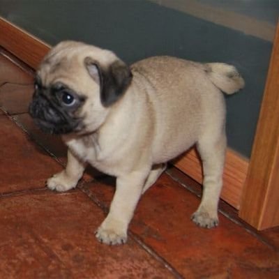 patatasurfera's profile picture. Soy una patata surfera. Por eso surfeo como una patata. No creo que haya nada de interés en la vida de una patata surfera salvo el hecho de surfear patatilmente