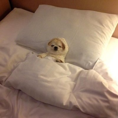 Posting the best animal memes on the internet