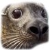FOKCUK (@molturr) Twitter profile photo FOKCUK (@molturr) Twitter profile photo