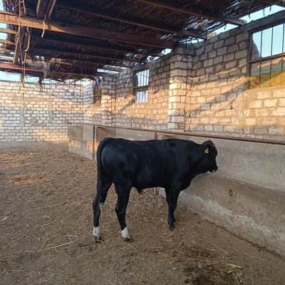 cophc2's profile picture. 