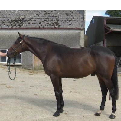 Graiguebeg  Stud.    Consigning sales horses.