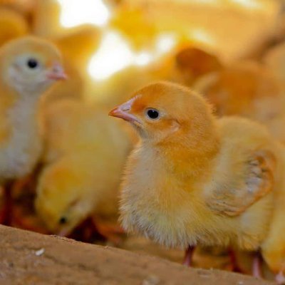 Agriculture extensionist $ CEO Farm experts Uganda