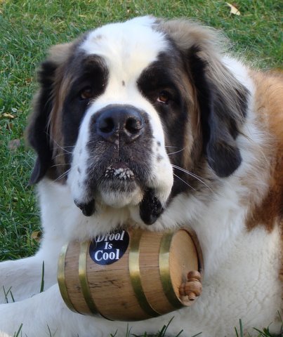 HeidiScoggins's profile picture. My name is Heidi, I was the mascot for Helenboch Beer for 8 years. Now that I am retired, I look for great dog friendly parks, beaches, and restaurants.