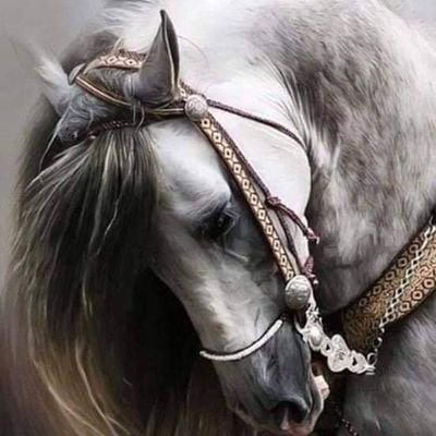 KlrToni's profile picture. I am open to everything without taboo