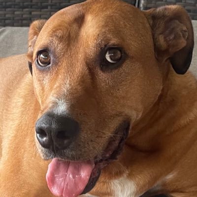 AussiePete81's profile picture. 