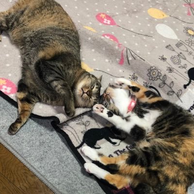 o_Risa427's profile picture. ポストやコメントに♡ありがとうございます🎄公式リポスト多めです📮無言フォローお許しください🙇🏻‍♀️ 大切な人が嫌な思いをしない様に平和に応援✨滝沢くん&TOBE Family応援✨