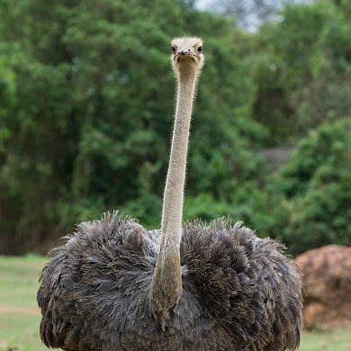 koppu_cup_tippu's profile picture. ガルルモンが全身を生体金属クロンデジゾイドメタルで機械化し、ミサイルやマシンガンを内蔵したサイボーグ型デジモンで、ガルルモンの最終形態。メタル化をしても持ち前の俊敏さは失っておらず、全身に隠されている無数の武器で敵を粉砕する。