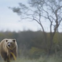 A Moaf (@muspimerol33) 's Twitter Profile