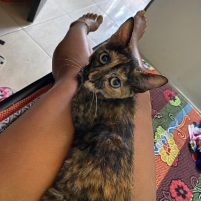 BellaZooee's profile picture. Reconociéndome.