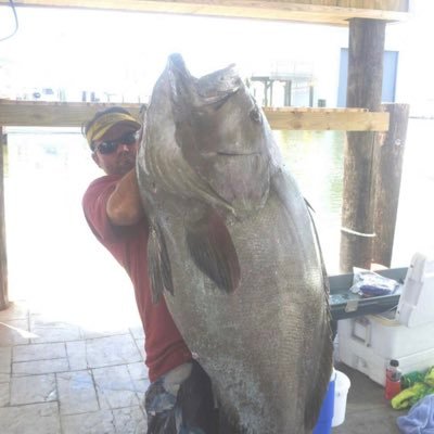 JamieGaspard's profile picture. Charter captain pure Adrenalin fishing charters , catching fish in the world famous Gulf of Mexico, grand isle Louisiana
