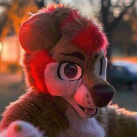 Zephyr (@zephyr_dingo) 's Twitter Profile