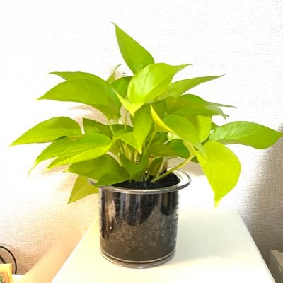 Peraia2's profile picture. データラーニングスクール10期生（22/7～） | 【保有資格】SnowPro Core・Oracle Master Silver SQL・Azure Fundamentals・Tableau Desktop Specialist・Associate Cloud Engineer・基本情報・統計2級・G検定