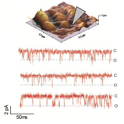 The Radwański lab applies nanoelectrophysiology techniques to understand how nanodomain ion channel function shapes heart rhythm in health and disease.