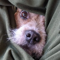 Fred Aykin (@fredaykin) 's Twitter Profile Photo