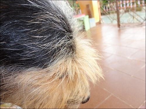 Sou um cachorrinho muito feliz que adora comer, correr e pular nas pessoas. Au au