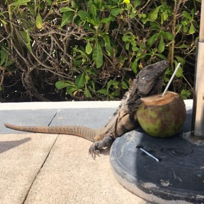 IL2EC24's profile picture. Junk