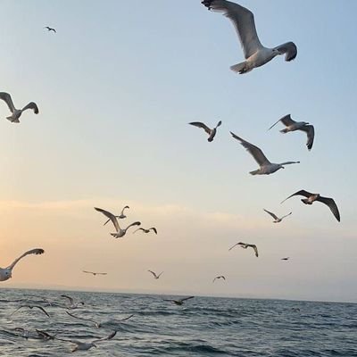 rozeuarchives's profile picture. 