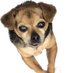 FelixTheDog (@eightiescmbak) Twitter profile photo FelixTheDog (@eightiescmbak) Twitter profile photo