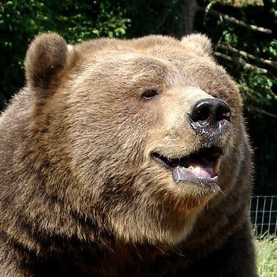 MrPelucaa's profile picture. roca qlo sal de mi twitter