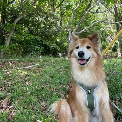 Futyosu's profile picture. 趣味の競馬(約35年)乗馬(休止中、学生時代は障害、総合選手)一口馬主(全11世代平均2.7頭/年)を愉しんでます。馬好きが高じて地方厩務員や美浦近郊の育成牧場で働いた時期もありますが今はしがない会社員。