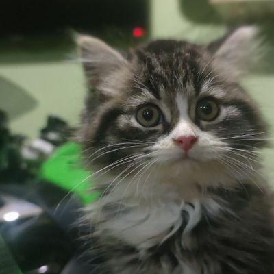 sujuddermawan's profile picture. Ya begitulah