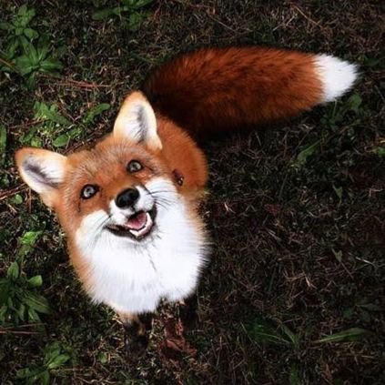 HappyFox