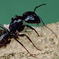 Black Ant(@IamBlackAnt) 's Twitter Profile Photo