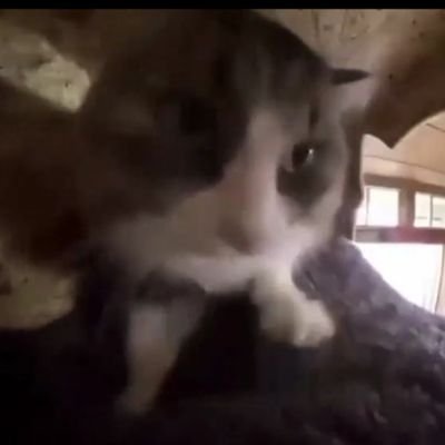 socoolcat12's profile picture. Cats are cute, aren't they?