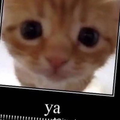 Gay 😼 Furry 😼 Men