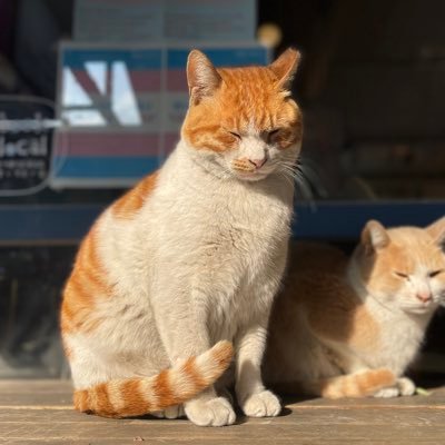 todakbookshop's profile picture. 전주 남부시장청년몰 독립서점. 생각과 가치를 파는 책방. 위로와 연대!!! 다양성을 응원합니다. 오래 책방하는게 꿈입니다.