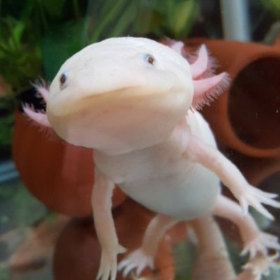 🦎レオパさん（♂♀）・🦎フトアゴさん・🐸イエアメさん
📺ゲーム🎮も好き