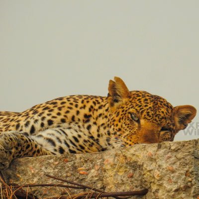 Tours consultant, Influencer, Social Media manager , Amateur wildlife Photographer with Expedite Wildlife Tours https://t.co/GnrYZyVmB6