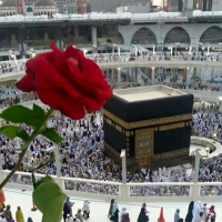 رونق اماني🌱 (@amanirawnak) Twitter profile photo