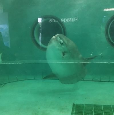 すだちさんのプロフィール画像