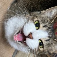 みほ (@1997m_rmk) 's Twitter Profile