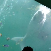 ku (@ptfl_kuc) 's Twitter Profile Photo