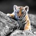 ChiefsTiger (@chiefstiger) Twitter profile photo ChiefsTiger (@chiefstiger) Twitter profile photo