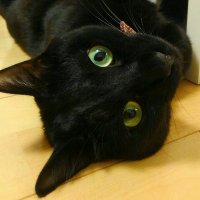 シマ　🍙 (@u5mws28f4vbvqnp) 's Twitter Profile