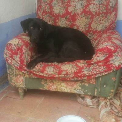 gustavotoboso10's profile picture. 