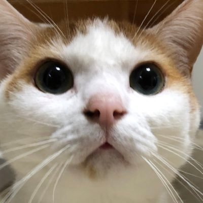 23年7月、40歳で男児を出産。仕事も大変だったけど、育児も大変ですね。🐷だめ民族の彼とはまだ未婚。起業したての彼との苦楽の日々や民族めし、ニャンコのことなどもつぶやきます。