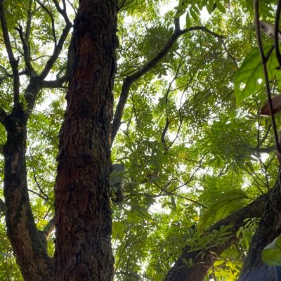 MikotoSuo5's profile picture. NFT collector