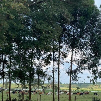 TshifhiwaTsanw2's profile picture. The human race is about the survival of the fittest....