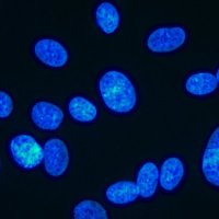 Laboratoire MICORALIS (@micoralis) 's Twitter Profile