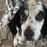 A Dawson, PhD (@ammdawson) 's Twitter Profile