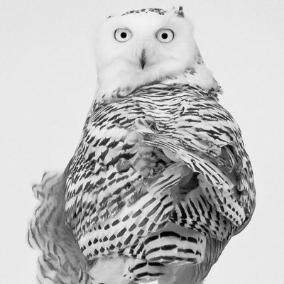 yoshigi's profile picture. 