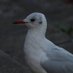 Tom Shields (@thebeardybirder) Twitter profile photo Tom Shields (@thebeardybirder) Twitter profile photo