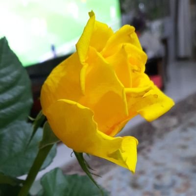 golgoliさんのプロフィール画像