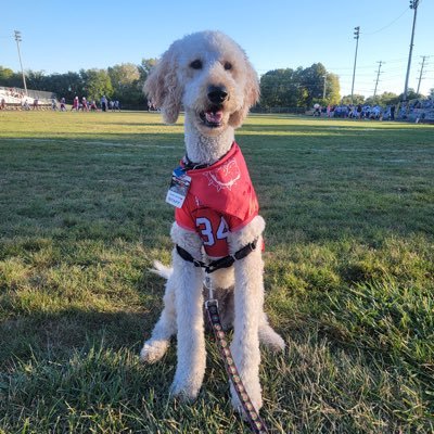 I am Streator High School's therapy dog, Mabel!
#shsdawgs