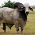 BrahmaBull (@brahmabully69) Twitter profile photo BrahmaBull (@brahmabully69) Twitter profile photo