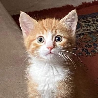 AladlbyQab's profile picture. 